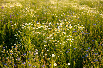 Flowers in a field in summer at sunset.