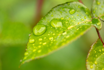 Fototapeta premium Close-up of a drop of water on a green leaf