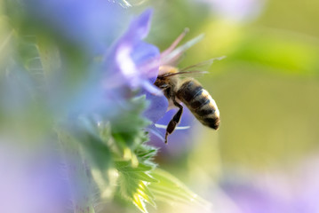 A bee collects honey on blue flowers
