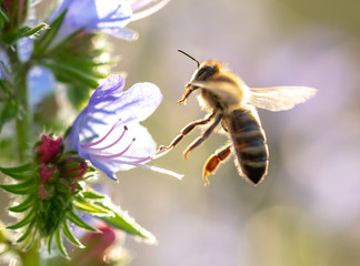 A bee collects honey on blue flowers