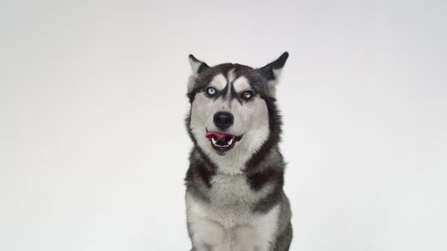 Husky looks at the camera with different eyes and protruding tongue, licking his lips dripping saliva. A slobbering husky with different eyes looks at the camera on a white background