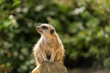 Meerkat, cute animal with curious look
