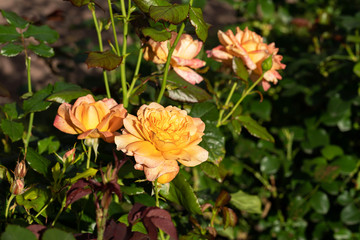 Bush of beautiful yellow roses in the garden close up