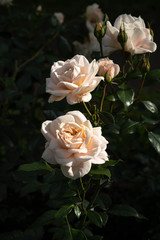 fresh pale pink roses on a background of dark green leaves