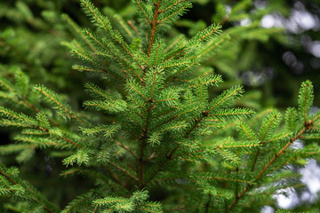 green young natural spruce close up