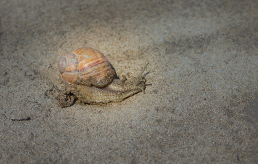 a snail with a house crawling on the sand