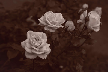 monochrome image of white roses in vintage style