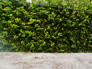 Green Decorated wall outdoors using creepers with rounded leaves.