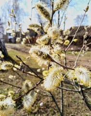 верба и весна