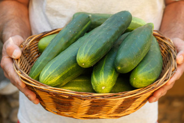 Picking cucumbers.