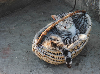 Beautiful cat sitting in a retro basket