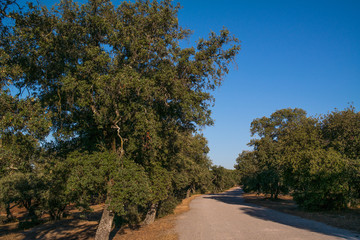 Fototapeta na wymiar krajobraz las droga drzewa liście zieleń lato natura 