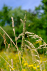 Grashalme mit Samen und blühende Gräser in einer Wiese im Sommer