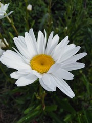 white daisy flower