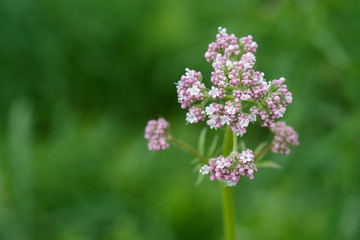 Medicinal plants - Budding pink flowering common Valerian (Valeriana officinalis) in the summer season.