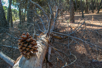las drzewa szyszka konary lato © Katarzyna