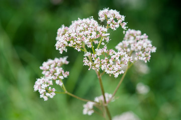 Medicinal plants - Budding pink flowering common Valerian (Valeriana officinalis) in the summer season.