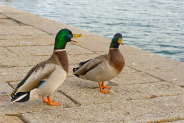 Italy, Tuscany, Grosseto, Castiglione della Pescaia, mallards rest on the pier of the Bruna river channel, Anas platyrhynchos.