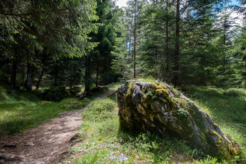Sentiero nel bosco - 371970136