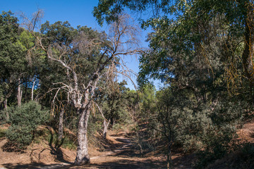 Fototapeta na wymiar krajobraz las drzewa liście lato konary natura zieleń 