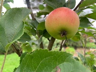 Fresh and young apples on the tree