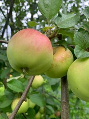 Fresh and young apples on the tree