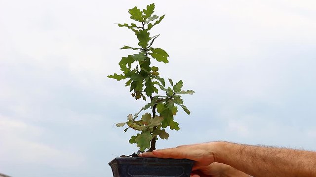 Hope in lockdown: a balcony gardener tends an oak sapling