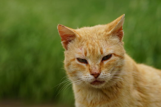 Dirty ginger cat closeup portrait in summer garden