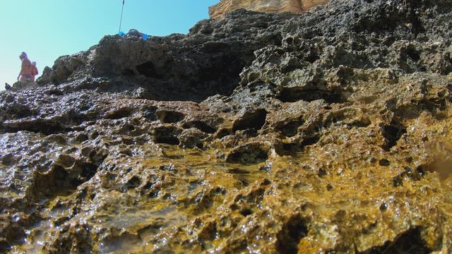 Close up of small crab on a rocky sea coast.