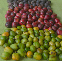 harvested coffee berries being dried
