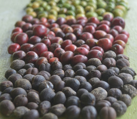 harvested coffee berries being dried
