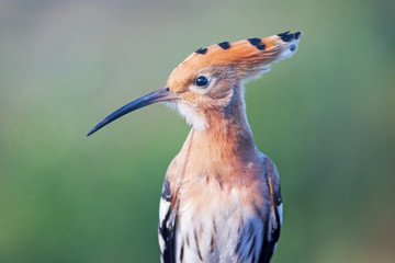 beautiful bird with a tufted looking at the camera
