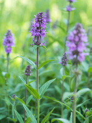 Blühende Pflanzen des Sumpfziest (Stachys palustris) auf einer Wiese fotografiert.