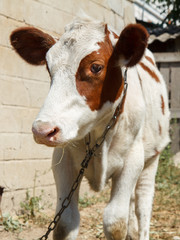 Young cow in bright sunlight with rural background.