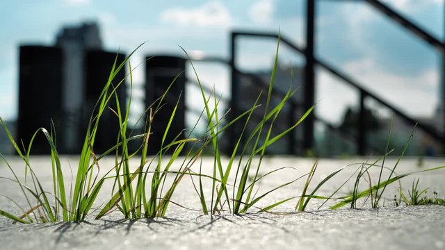 The grass grows from the concrete slabs of the sidewalk in the city