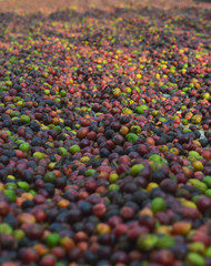 harvested coffee berries being dried