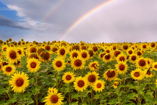 A field with bright yellow sunflowers and a rainbow above them in the sky. Harvesting.