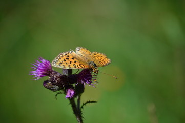 orange butterfly on flower