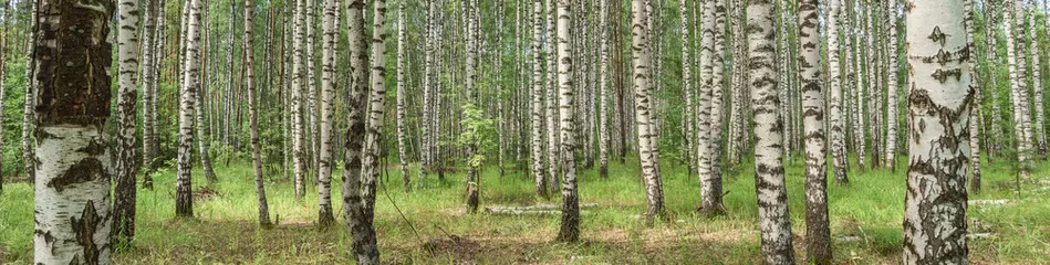 Foto op Plexiglas Birch grove. Birch background. The trees in the forest. © Alexandra Mareeva