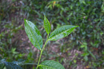 Fototapeta na wymiar Tea leaves from a tea plantation