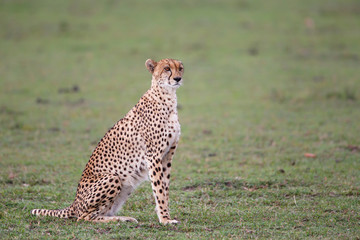 Cheetah on the plains of the Masai Mara National Reserve in Kenya