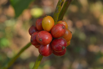 coffee berries on a branch