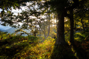 Los últimos rayos de sol se cuelan entre los árboles del bosque.