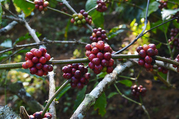 coffee berries on a branch