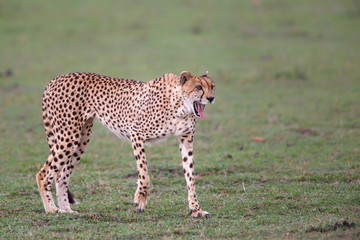 Cheetah on the plains of the Masai Mara National Reserve in Kenya