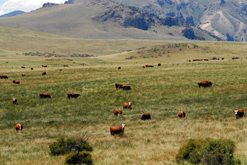 cows on pasture in patagonia - obrazy, fototapety, plakaty