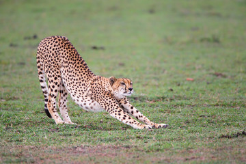 Cheetah on the plains of the Masai Mara National Reserve in Kenya