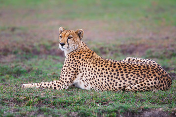 Cheetah on the plains of the Masai Mara National Reserve in Kenya