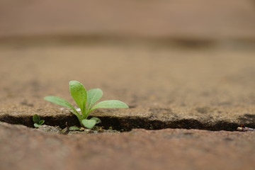 Small green plant grows in the stone gap of the road