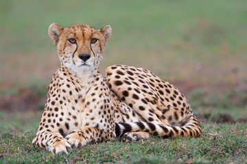 Naklejka na ściany i meble Cheetah on the plains of the Masai Mara National Reserve in Kenya